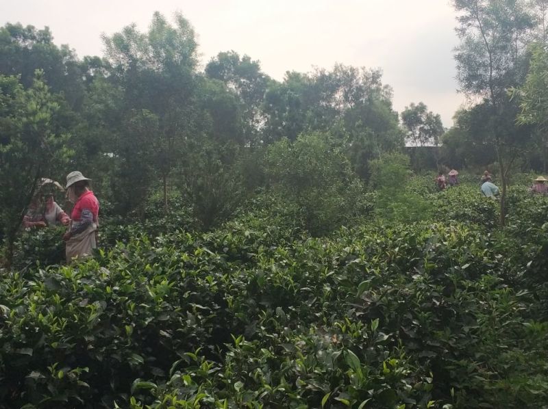 红茶一级英德红茶（老广味道）