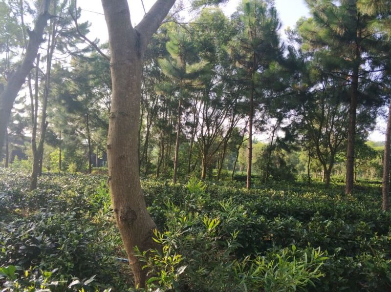 红茶一级英德红茶（老广味道）