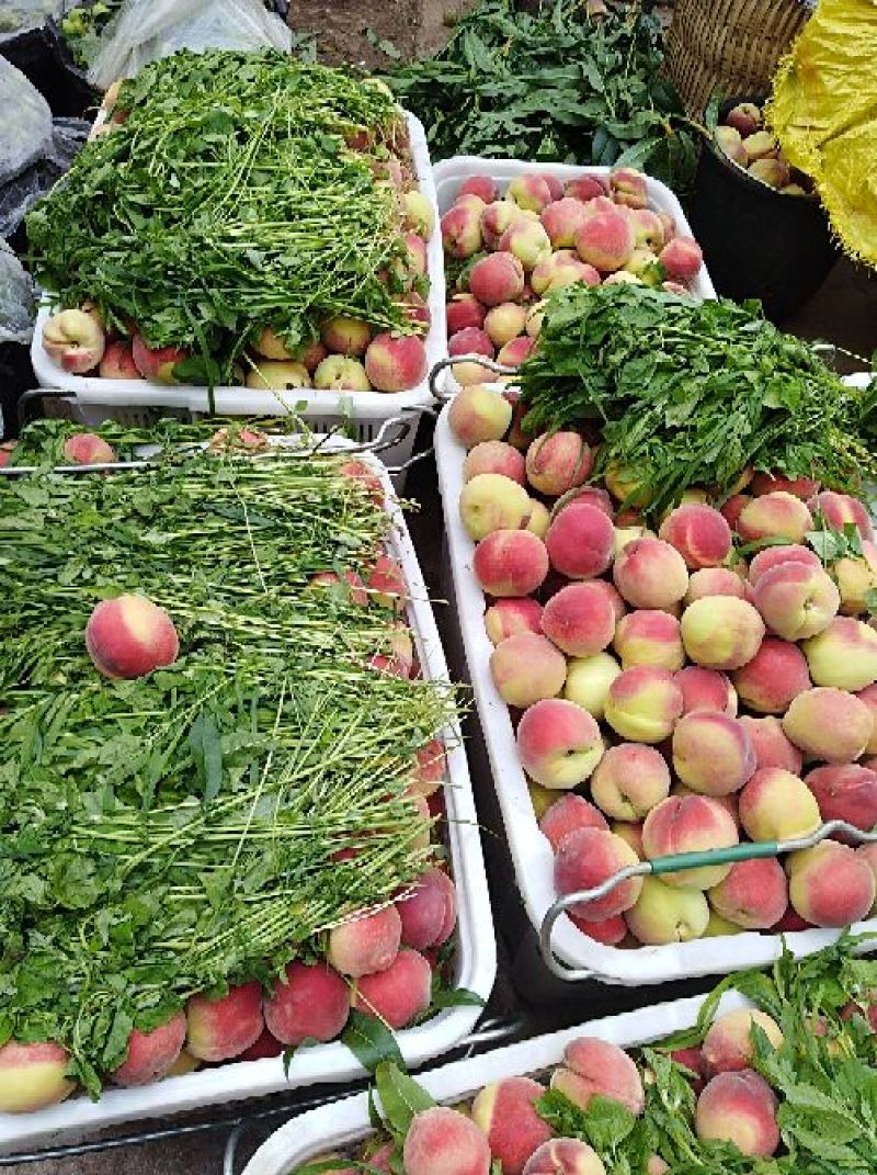 高原原生态山地桃果大色泽好，品质好口感更