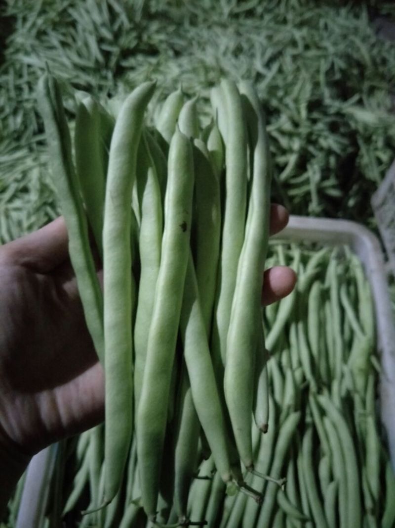 四季豆，架豆，红花白荚15~20厘米基地直供，量大从优