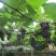 夏黑葡萄产地直供线上交易