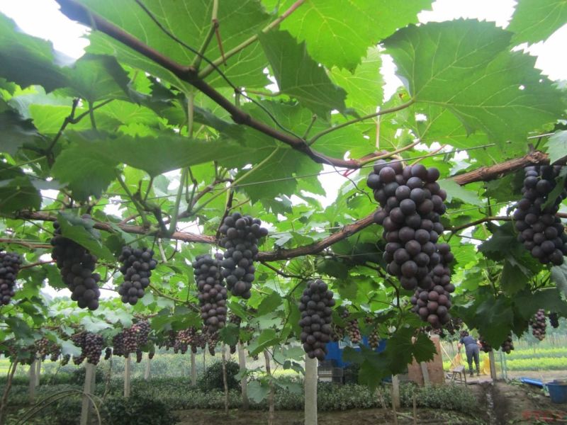 夏黑葡萄产地直供线上交易