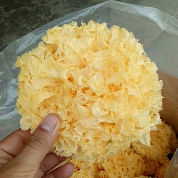精品银耳大量上市品质保证量大价优欢迎来电下单