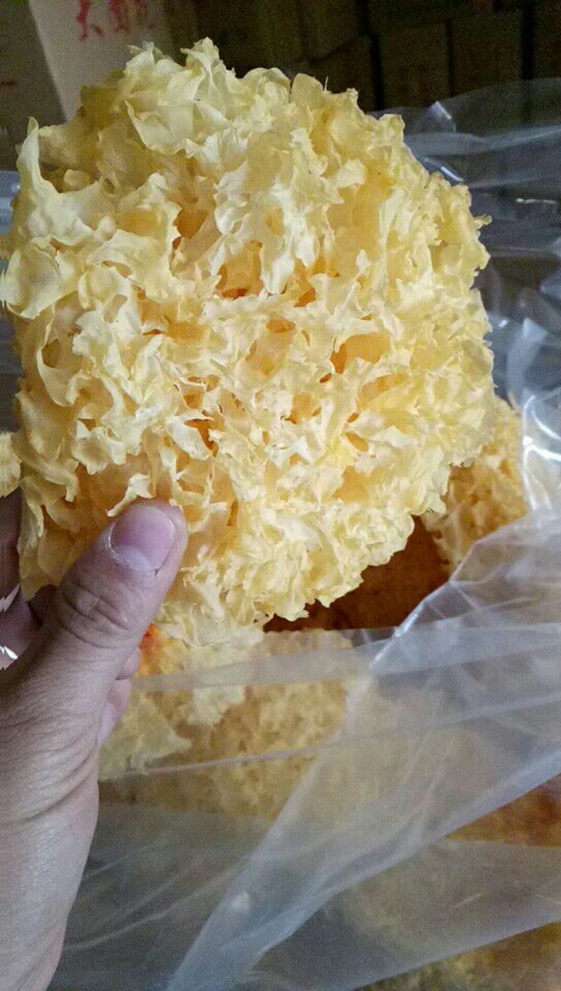 精品银耳大量上市品质保证量大价优欢迎来电下单