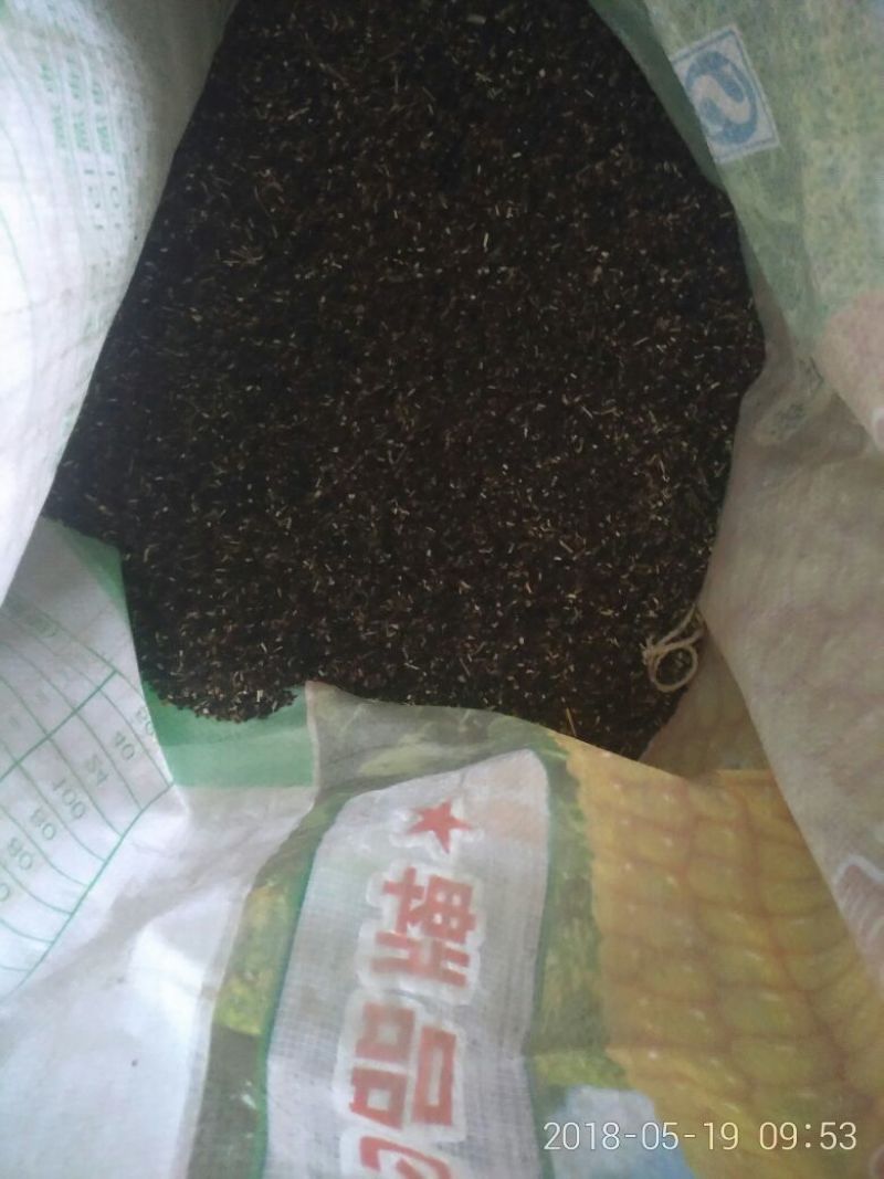 瞿麦片，瞿麦子