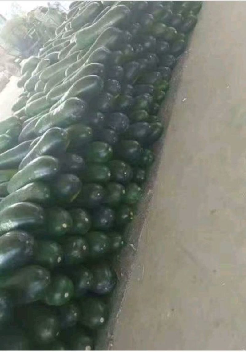 优质黑皮冬瓜（地瓜），颜色油绿，口感清脆，降脂调压，佳品