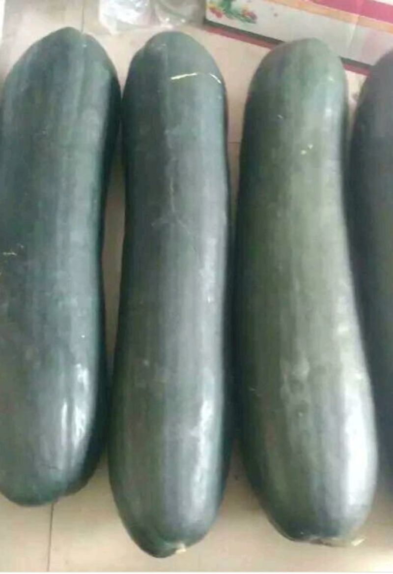 优质黑皮冬瓜（地瓜），颜色油绿，口感清脆，降脂调压，佳品