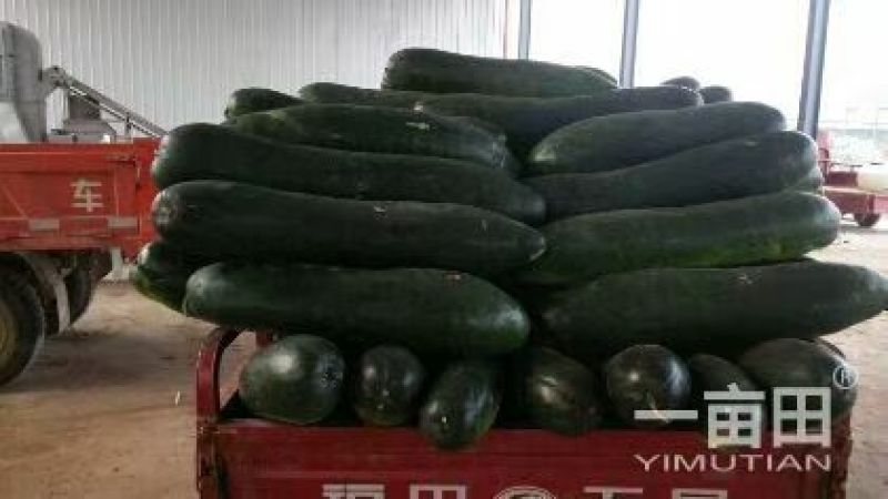 优质黑皮冬瓜（地瓜），颜色油绿，口感清脆，降脂调压，佳品