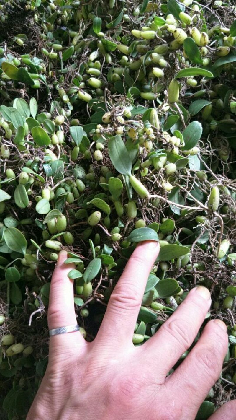 石橄榄！果上叶！石豆兰！石枣子，