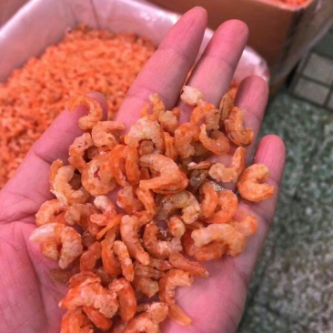 干虾米一级
