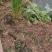 青蛙黑斑蛙野生品种一只二两左右成活率高