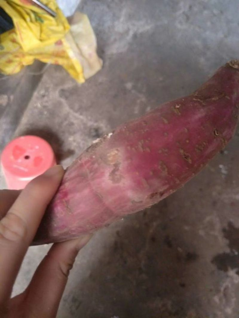 番薯粉