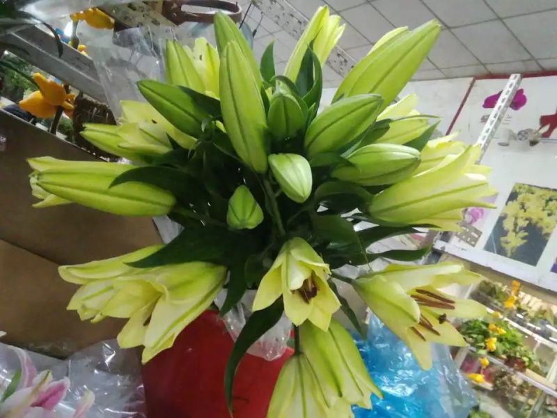 粉百合，红百合，黄百合