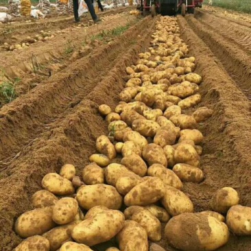 陕北沃土土豆大量上市226