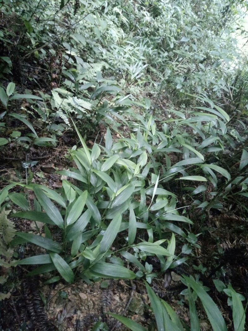 长期供应淡竹草如有需要请联系