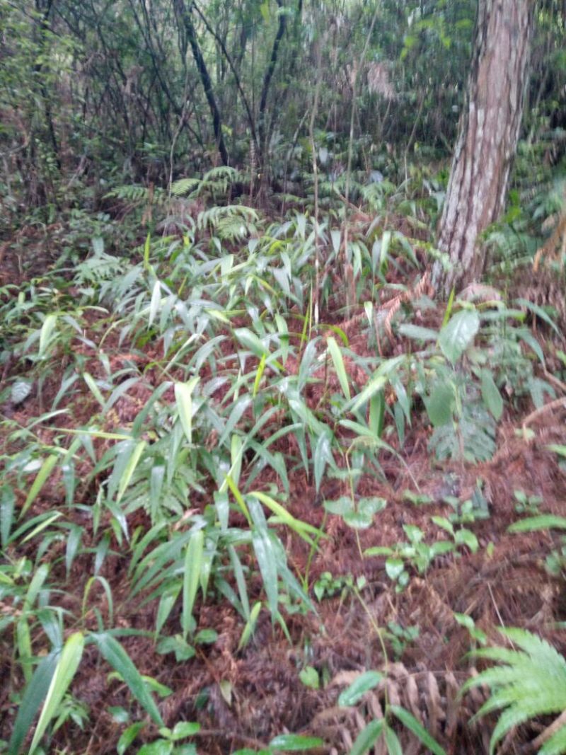 长期供应淡竹草如有需要请联系