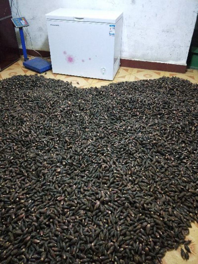 阳菏