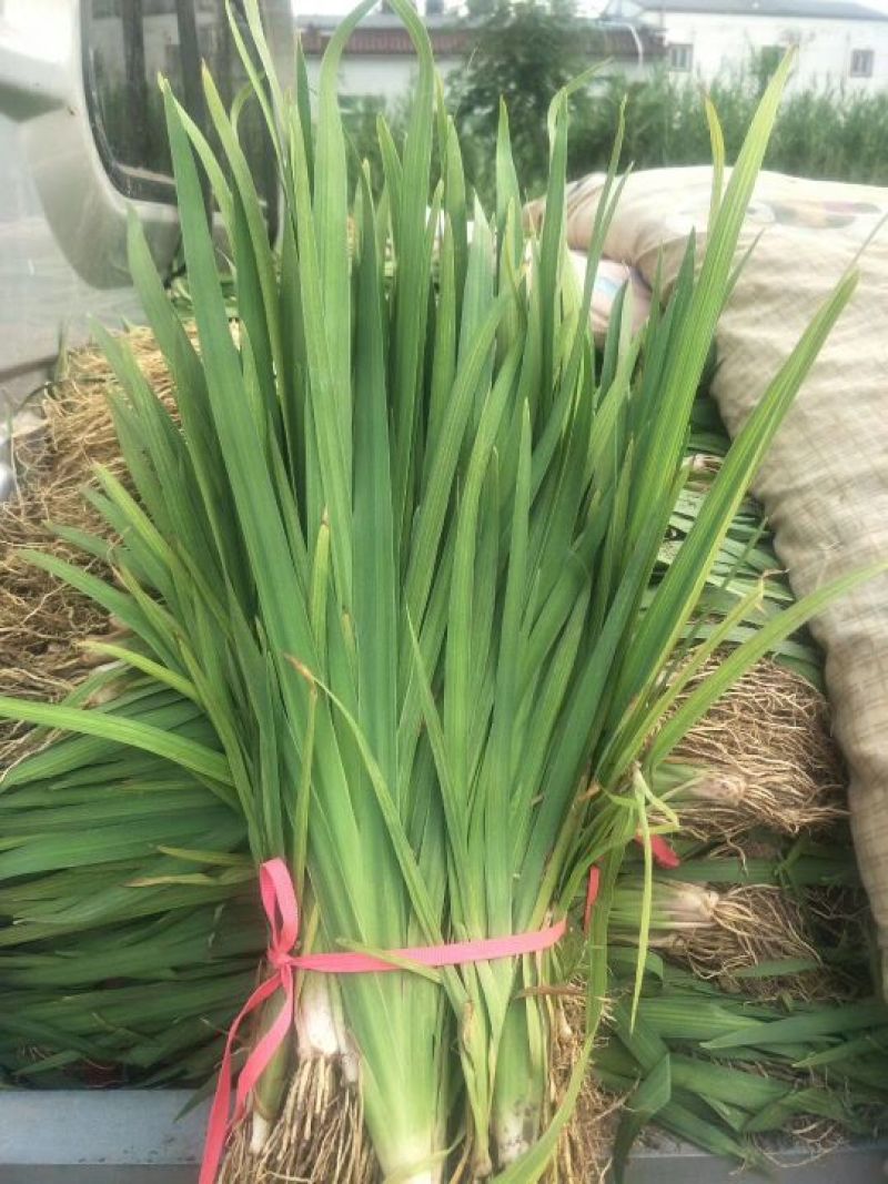 黄菖蒲