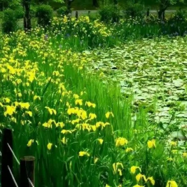 黄菖蒲