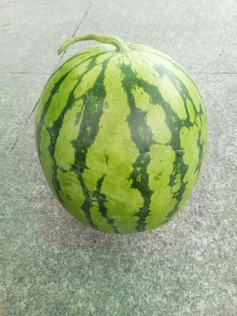 供应高山西瓜
