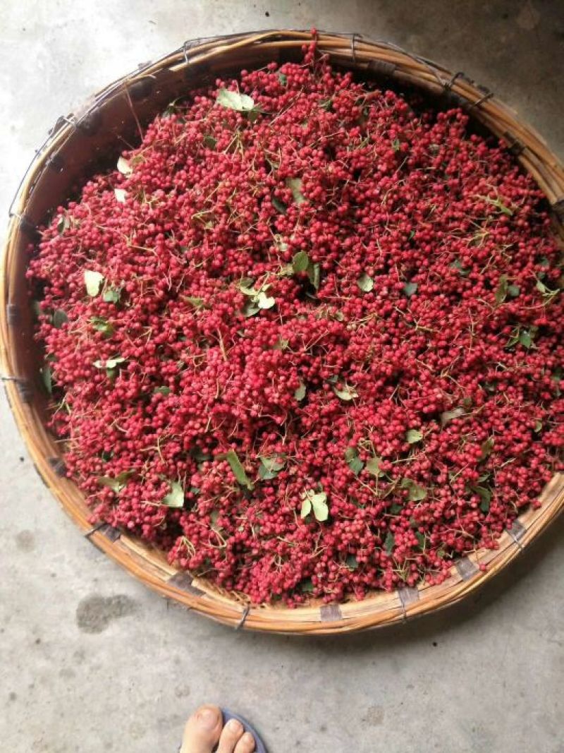 伏椒苗