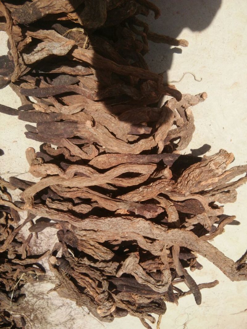 锁阳