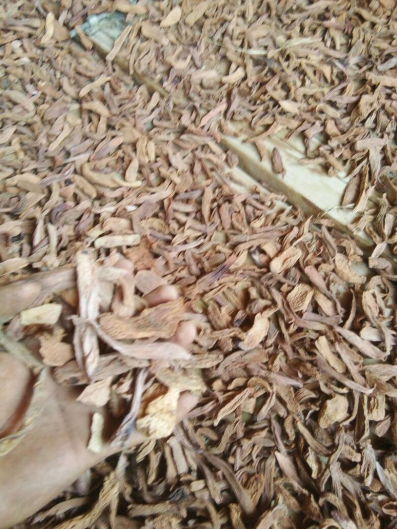 锁阳