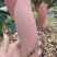攀枝花，红象牙芒果特级