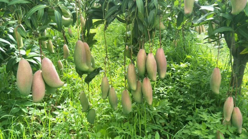 攀枝花，红象牙芒果特级