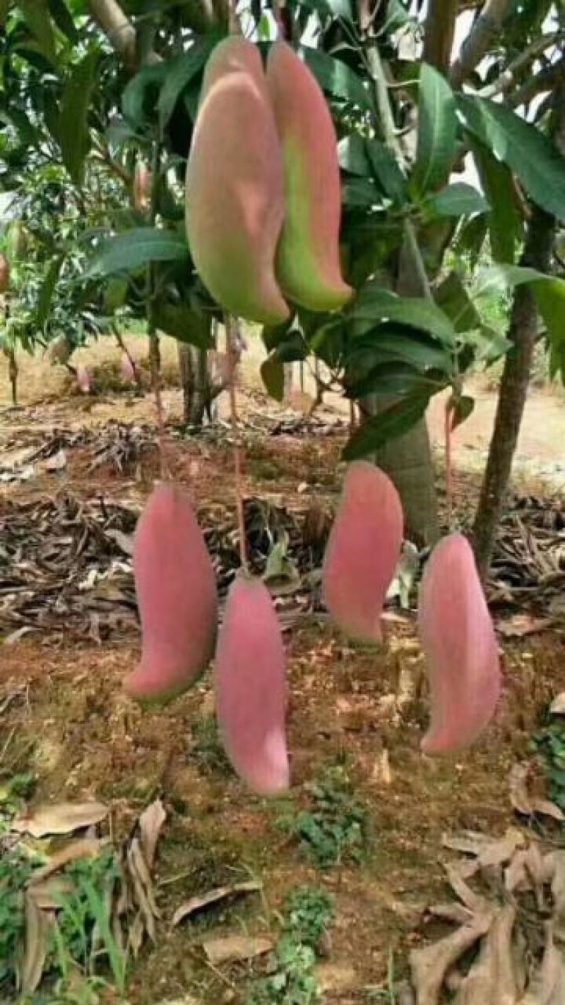 攀枝花，红象牙芒果特级