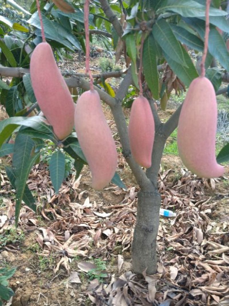 攀枝花，红象牙芒果特级