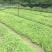 钩藤苗