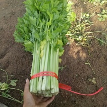 毛芹