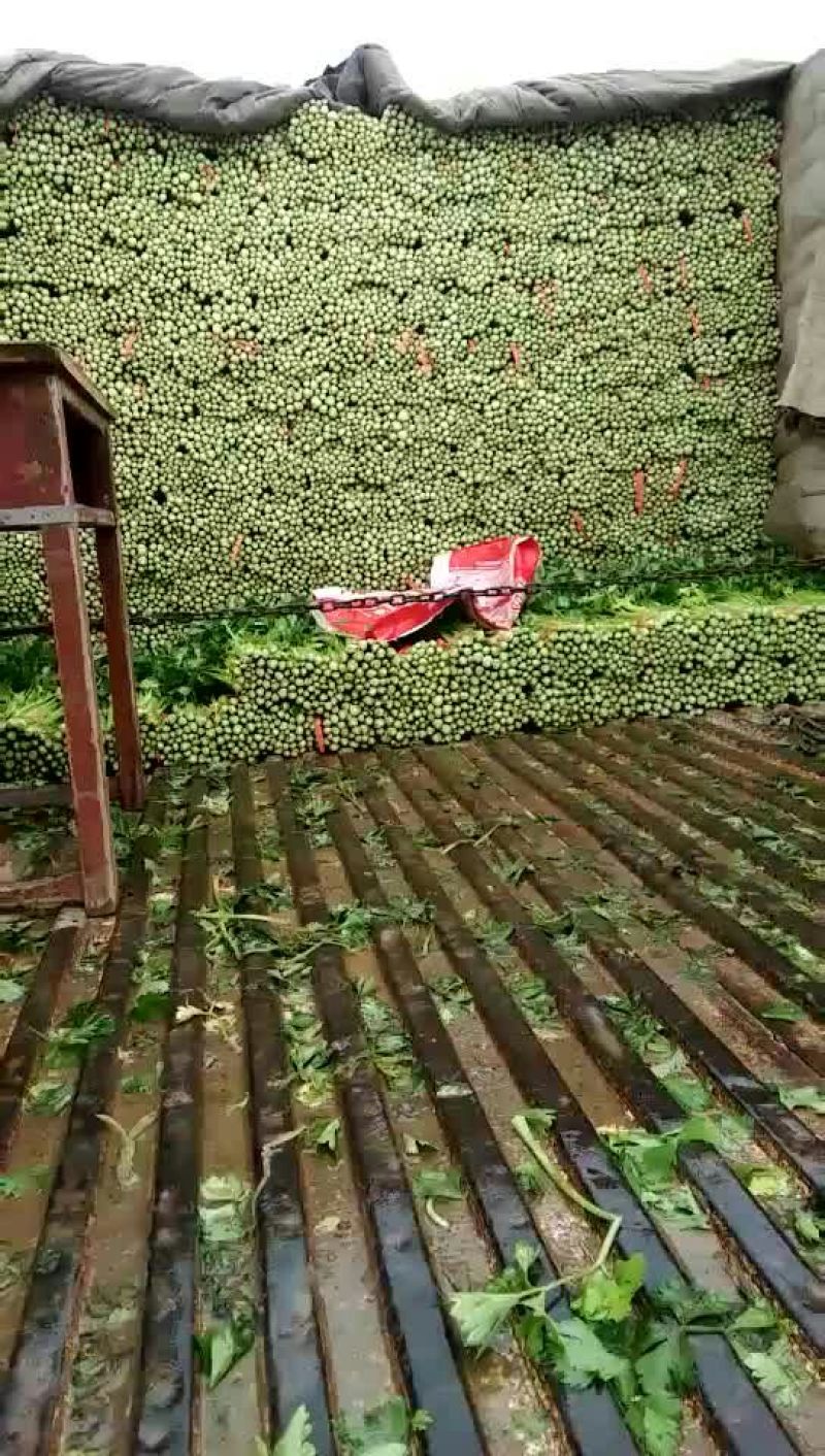 毛芹