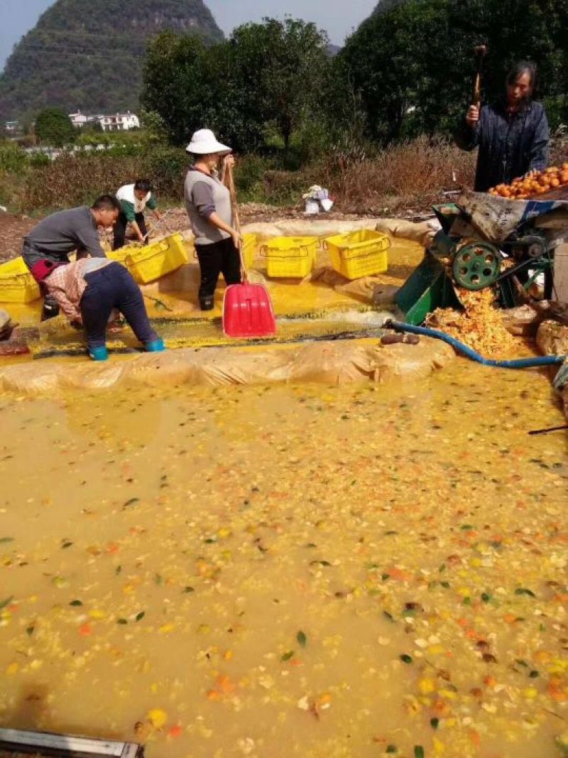 红桔种子红橘种子酸桔种子红桔苗酸桔苗