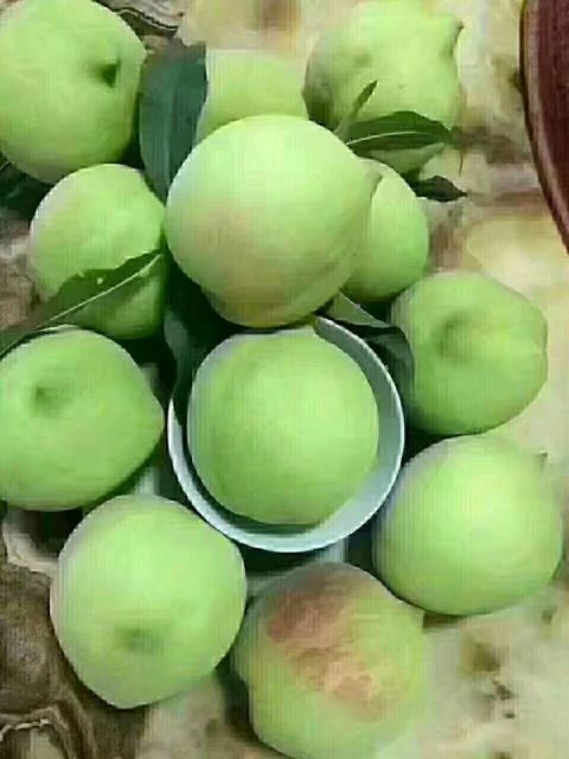 上坪鹰嘴桃