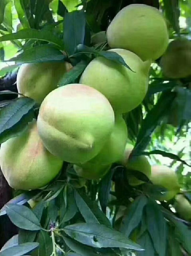 上坪鹰嘴桃