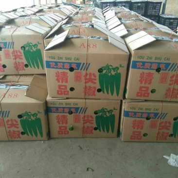 辣椒收购大市场