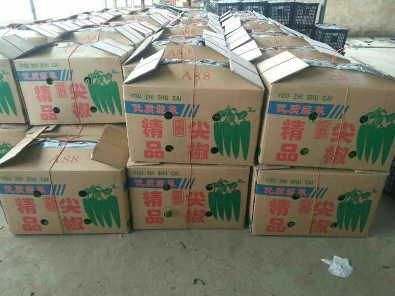 辣椒收购大市场