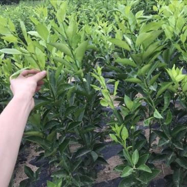 枳壳苗商洲枳壳苗嫁接枳壳苗