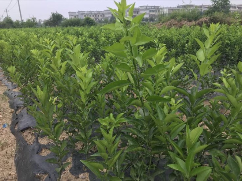 枳壳苗商洲枳壳苗嫁接枳壳苗