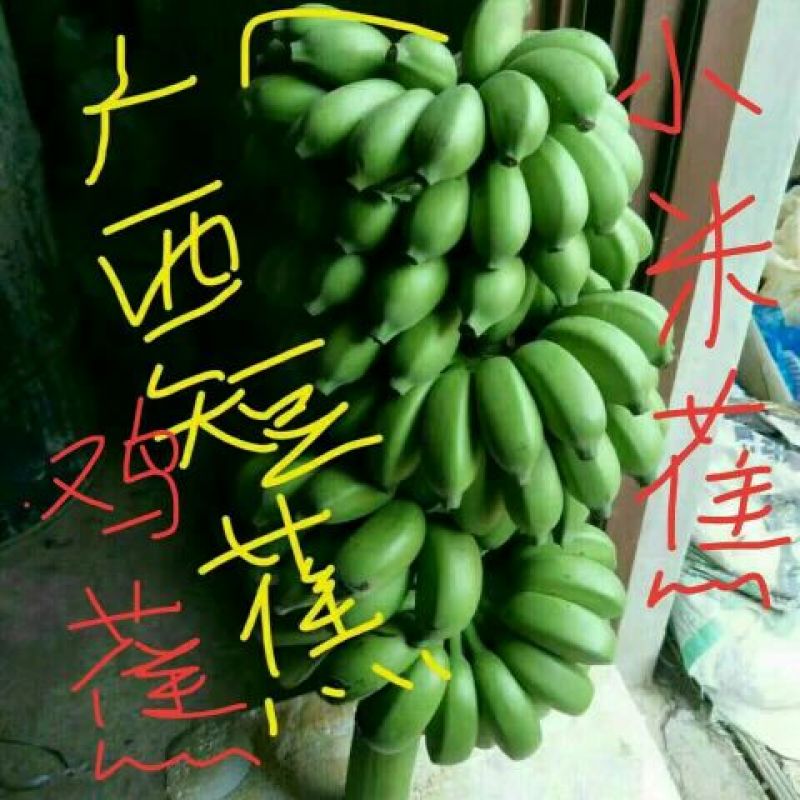 全年供应木瓜小米蕉电商市场，厂房加工，代办收购、包装发货