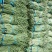 长豆角70厘米以上市场货加工厂货冷水降温！
