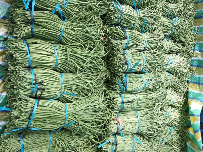 长豆角70厘米以上市场货加工厂货冷水降温！