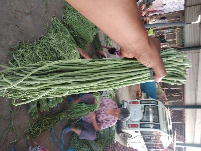 长豆角70厘米以上市场货加工厂货冷水降温！