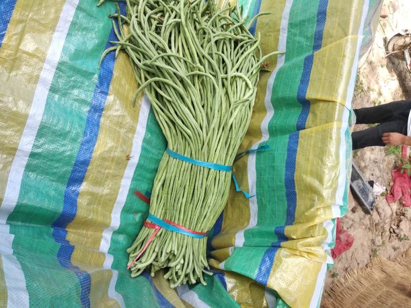 长豆角70厘米以上市场货加工厂货冷水降温！