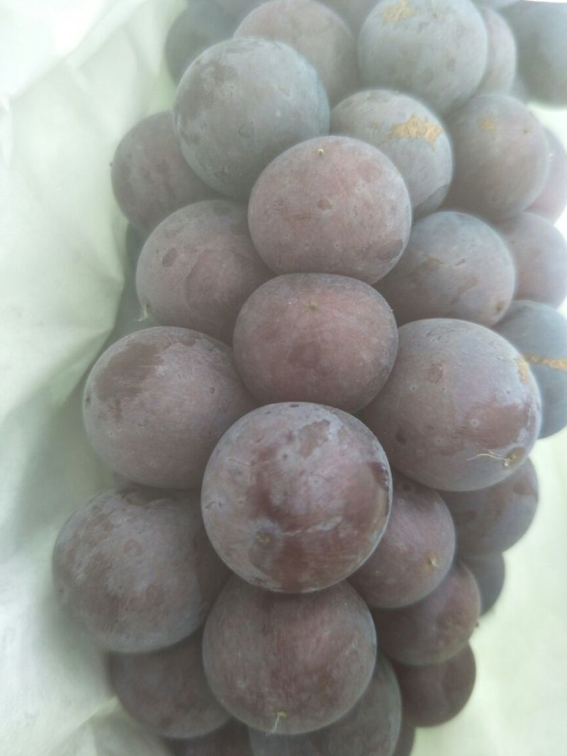 夏黑葡萄