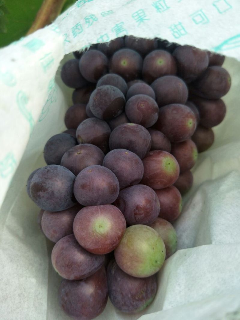夏黑葡萄