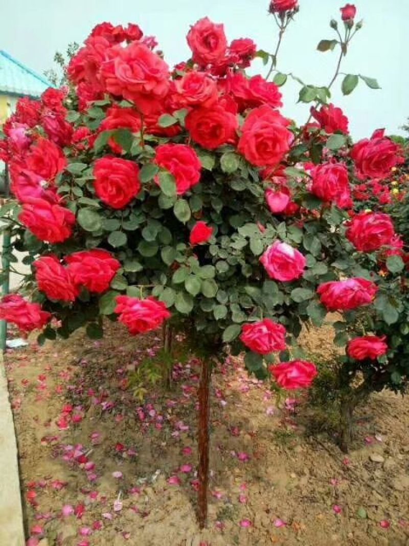 月季花中皇后，姿容秀美花香悠远