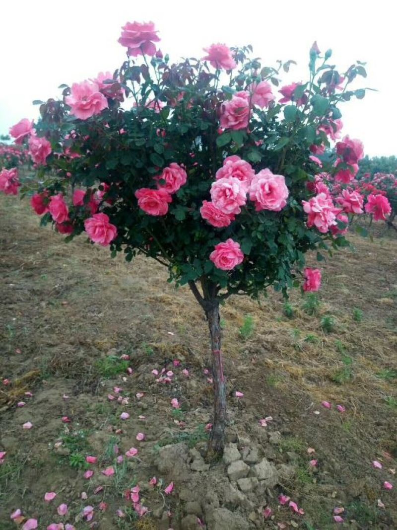 月季花中皇后，姿容秀美花香悠远